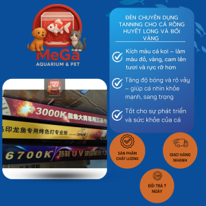 MAYIN Đèn LED Cá Rồng Super Colour Thế Hệ 3 Phiên Bản Plus 3