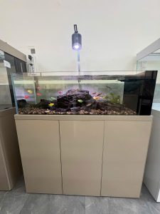 BỂ CÁ KÍNH SIÊU TRONG TÀU BIO TOP CÁ SUỐI CHÂN NHÔM