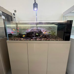 BỂ CÁ KÍNH SIÊU TRONG TÀU BIO TOP CÁ SUỐI CHÂN NHÔM