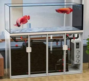 BỂ CÁ KÍNH SIÊU TRONG TÀU CNC PHAO CƠ CHỈNH APP HIỆN ĐẠI