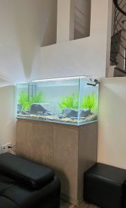 BỂ CÁ KÍNH SIÊU TRONG TÀU BIO TOP CÁ SUỐI CHÂN GỖ MDF LÕI XANH